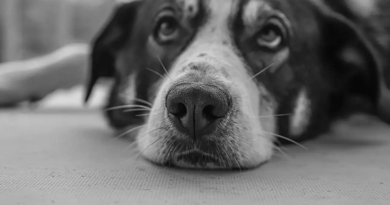 西檬之家安全词的重要性:如何谨慎建立你的字母圈界限 一